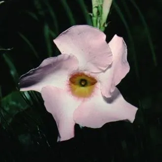 thumbnail for publication: Mandevilla splendens 'Alice Dupont' Alice Dupont Allamanda